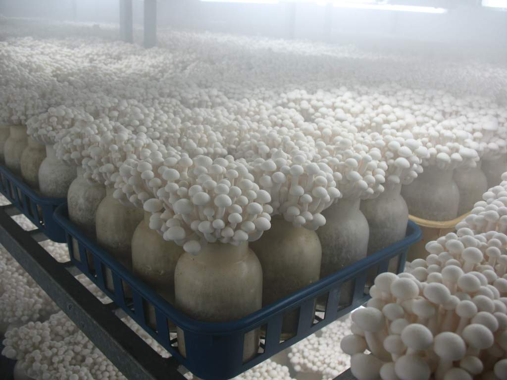 培植金針菇冷庫管理設(shè)計