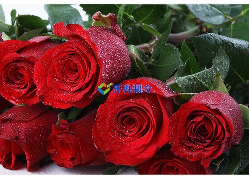 開冉制冷，玫瑰花冷藏庫(kù)